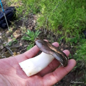 Ljubičasto zelena zeka (Russula cyanoxantha)