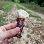 Hrastova sjajnica (Ganoderma lucidum)
