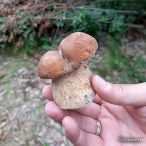Vrganj (Boletus edulis)