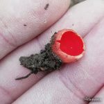Babino uvo (Sarcoscypha coccinea)