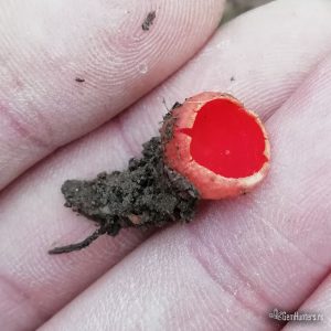Babino uvo (Sarcoscypha coccinea)