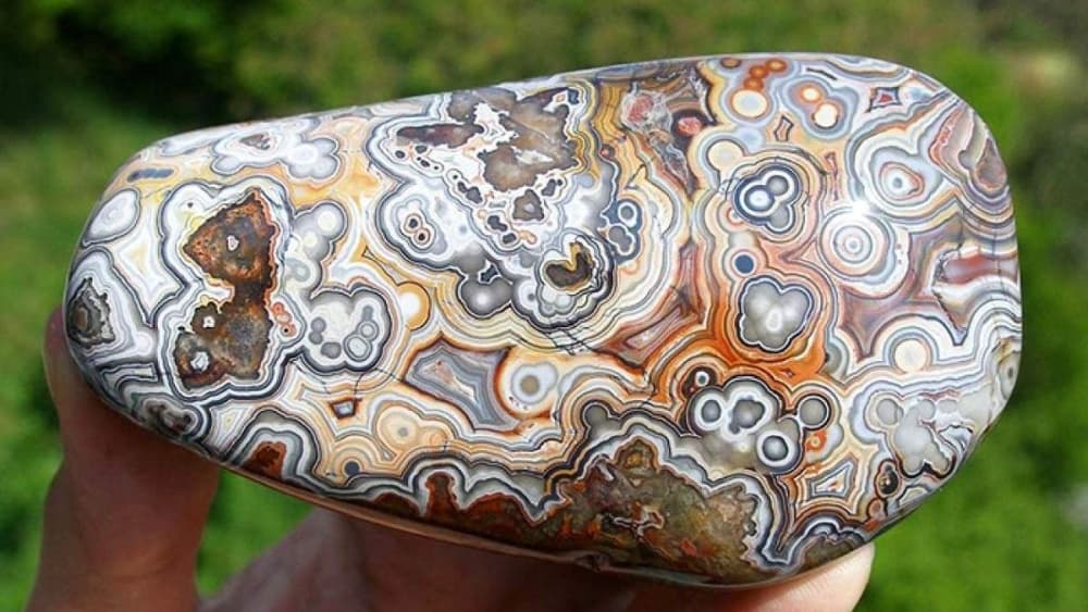 Read more about the article Čipkasti ahat