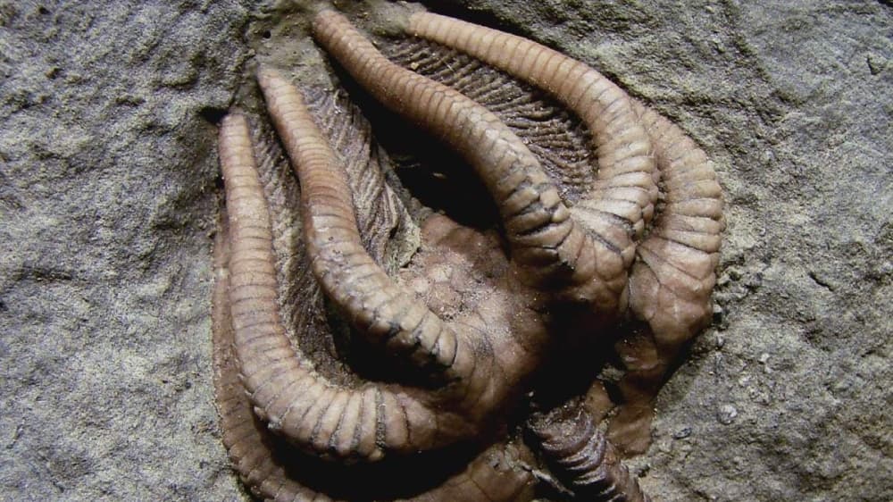 Read more about the article Krinoidi u “Alienu”