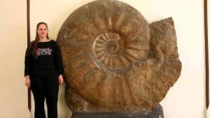 Read more about the article Najveći amonit