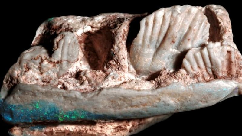 Read more about the article Weewarrasaurus – dinosaurus iz opala