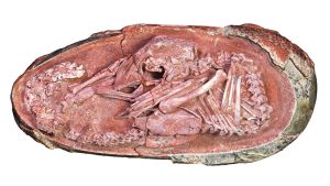 Read more about the article Jaje dinosaurusa sa očuvanim embrionom