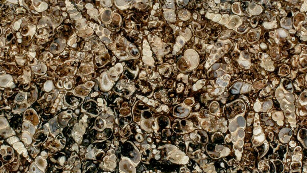 Read more about the article Turitela ahat: Fosilizovana lepota