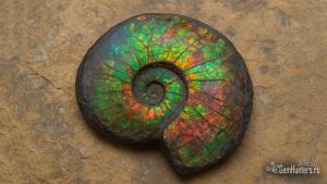 Read more about the article Amolit – fosilni opal mora