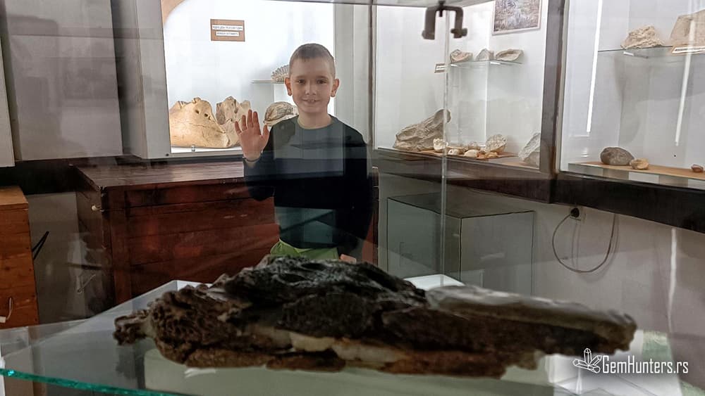 You are currently viewing CROCODYLUS MORAVIENSIS