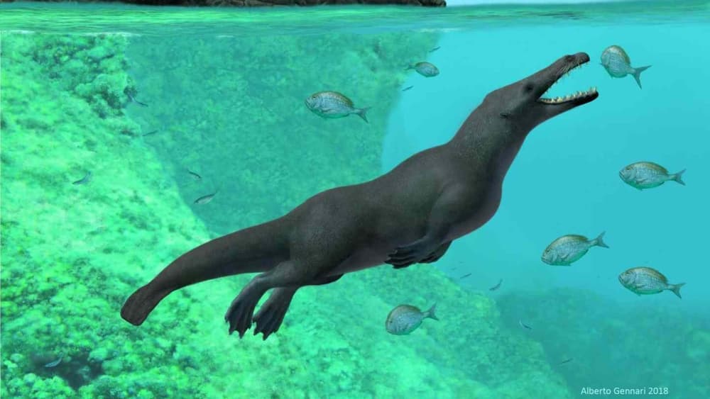 You are currently viewing Drevni kit sa nogama