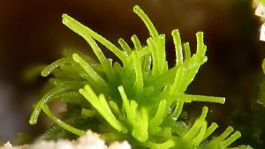 Read more about the article Emonzit – Emmonsite