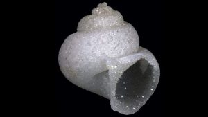 Read more about the article Kristalna ljuska gastropoda