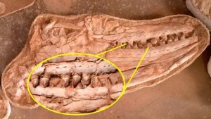 Read more about the article Fosil ogromnog mosasaurusa