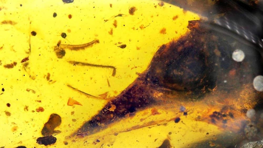 Read more about the article Najmanji dinosaurus na svetu