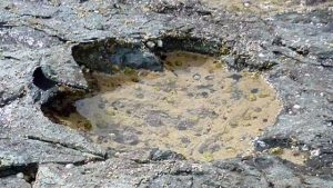 Read more about the article Otisci stopala dinosaurusa u Škotskoj