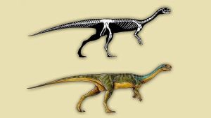 Read more about the article Biljojed rođak Tiranosaurusa