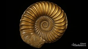 Read more about the article Zlatni sjaj fosila